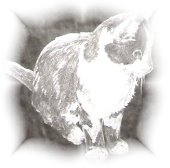Glasgravur: Portrait Katze, Kurzhaar