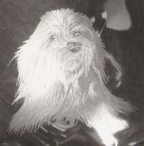 Glasgravur: Portrait-Dackel