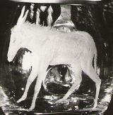 Glasgravur: Portrait-Esel