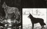 Glasgravur: Portrait-Hund