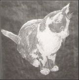 Glasgravur: Portrait-Katze-gefleckt