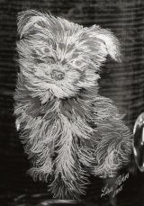 Glasgravur: Yorkie